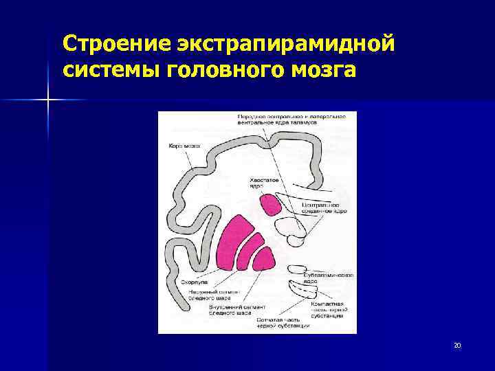 Экстрапирамидная система неврология презентация