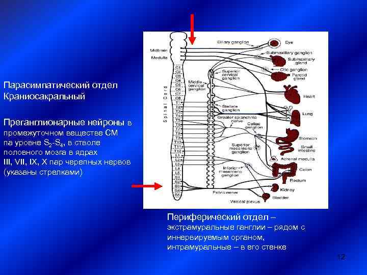 Где расположены симпатические ядра