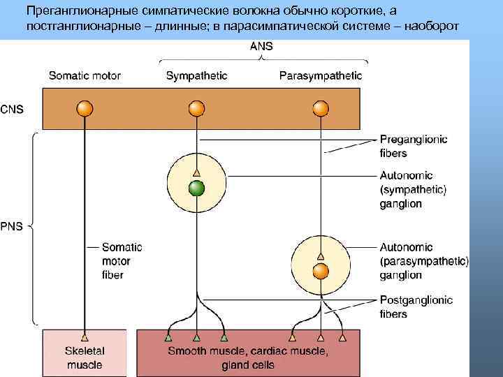 Преганглионарные симпатические волокна обычно короткие, а постганглионарные – длинные; в парасимпатической системе – наоборот