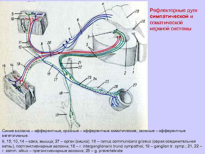 Рефлекторные дуги симпатической и соматической нервной системы Синие волокна – афферентные, красные – эфферентные