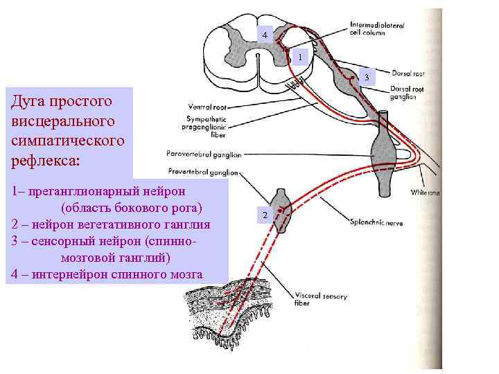 4 1 3 Дуга простого висцерального симпатического рефлекса: 1– преганглионарный нейрон (область бокового рога)