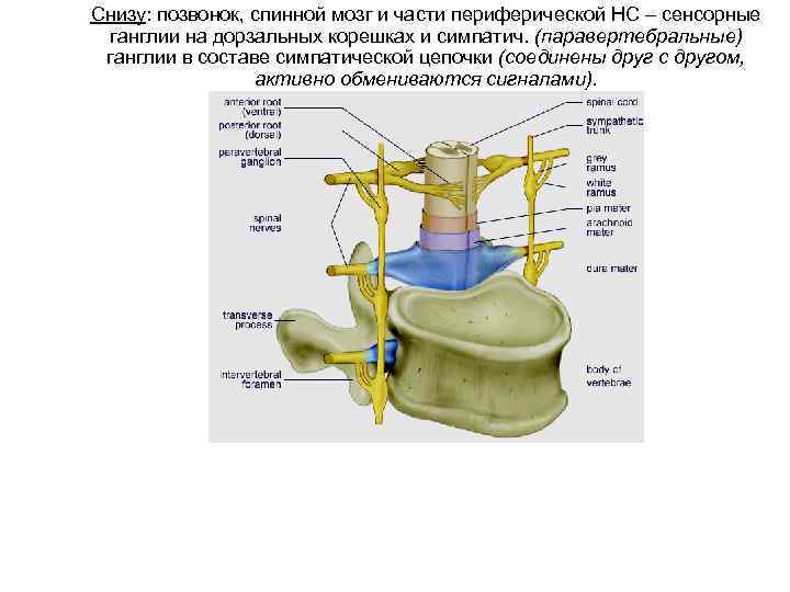 Снизу: позвонок, спинной мозг и части периферической НС – сенсорные ганглии на дорзальных корешках