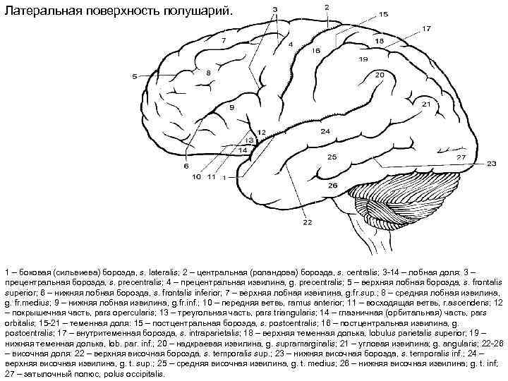 Латеральная поверхность полушарий. 1 – боковая (сильвиева) борозда, s. lateralis; 2 – центральная (роландова)