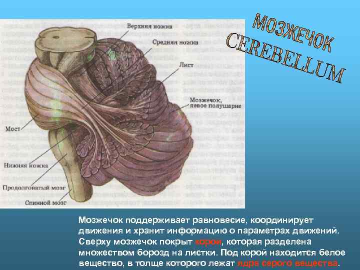 Мозжечок поддерживает равновесие, координирует движения и хранит информацию о параметрах движений. Сверху мозжечок покрыт
