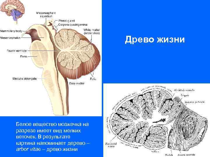 Древо жизни Белое вещество мозжечка на разрезе имеет вид мелких веточек. В результате картина