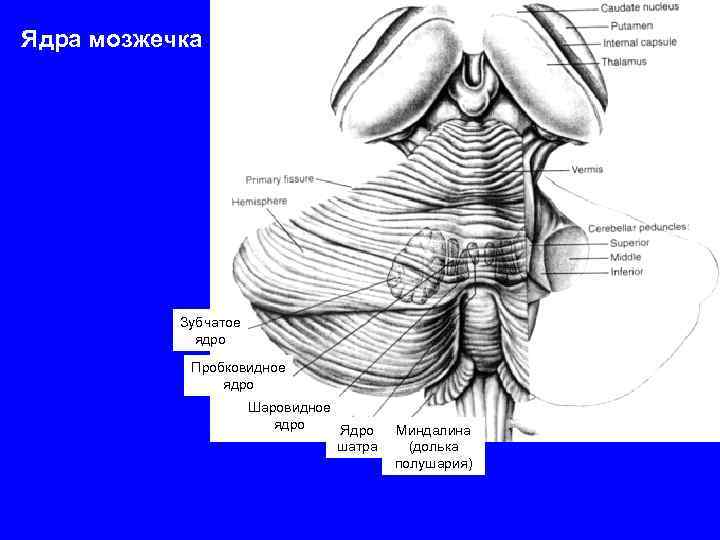 Ядра мозжечка Зубчатое ядро Пробковидное ядро Шаровидное ядро Ядро шатра Миндалина (долька полушария) 