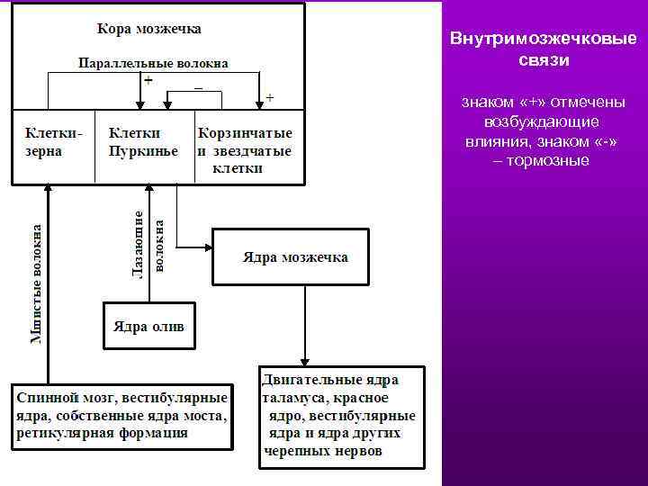 Внутримозжечковые связи знаком «+» отмечены возбуждающие влияния, знаком «-» – тормозные 