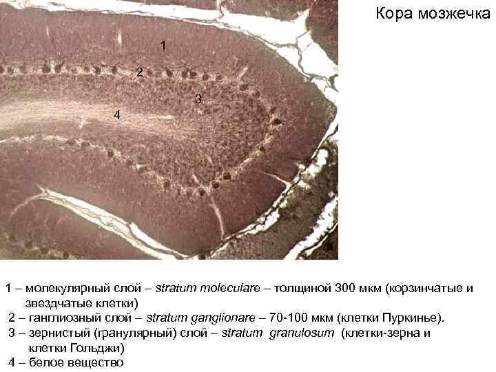 Кора мозжечка 1 2 3 4 1 – молекулярный слой – stratum moleculare –