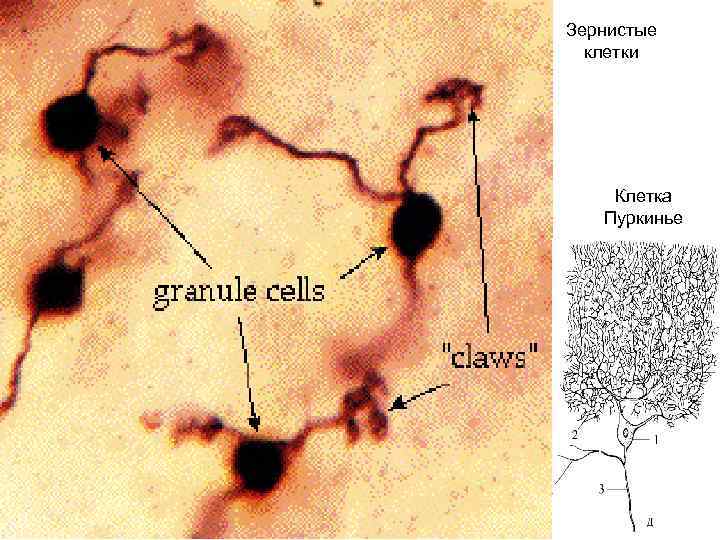Зернистые клетки Клетка Пуркинье 