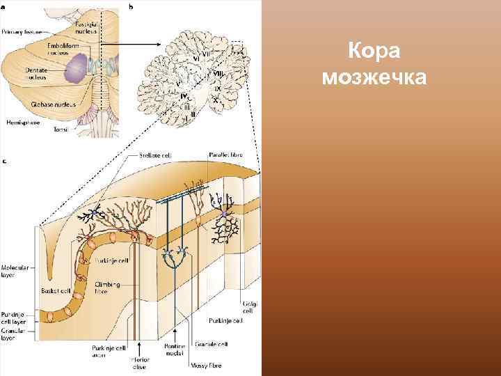 Кора мозжечка 