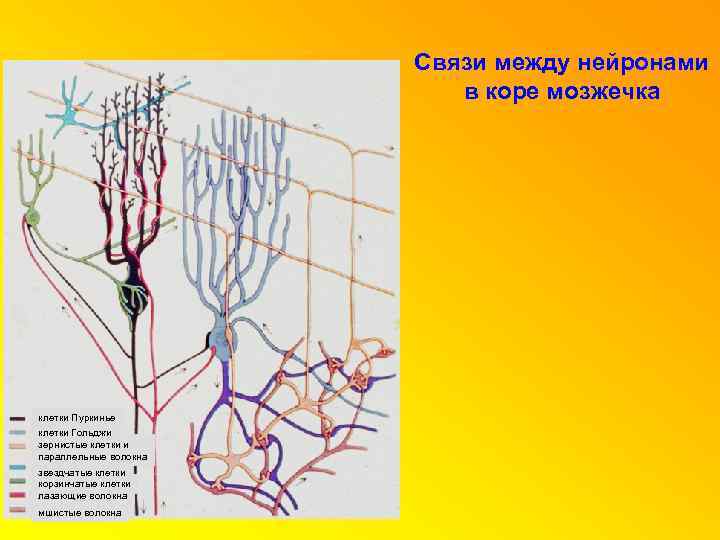 Связи между нейронами в коре мозжечка клетки Пуркинье клетки Гольджи зернистые клетки и параллельные