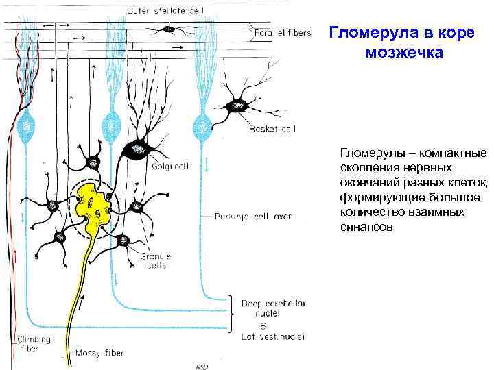 Гломерула в коре мозжечка Гломерулы – компактные скопления нервных окончаний разных клеток, формирующие большое