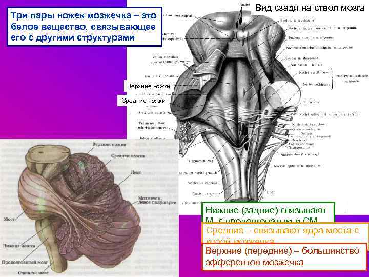 Три пары ножек мозжечка – это белое вещество, связывающее его с другими структурами Вид