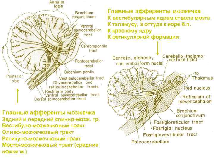Главные эфференты мозжечка К вестибулярным ядрам ствола мозга К таламусу, а оттуда к коре