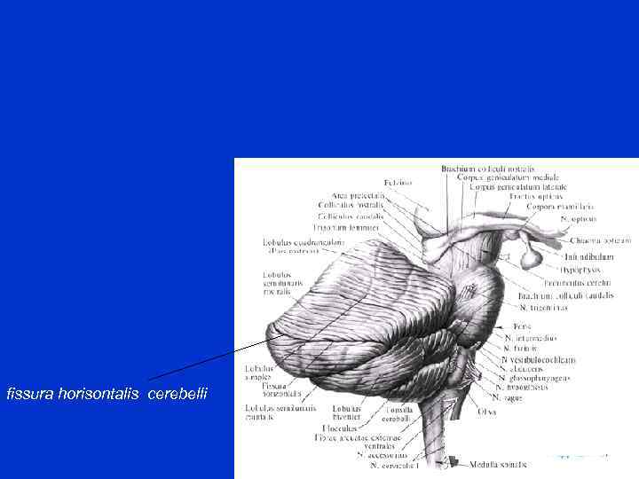 fissura horisontalis cerebelli 
