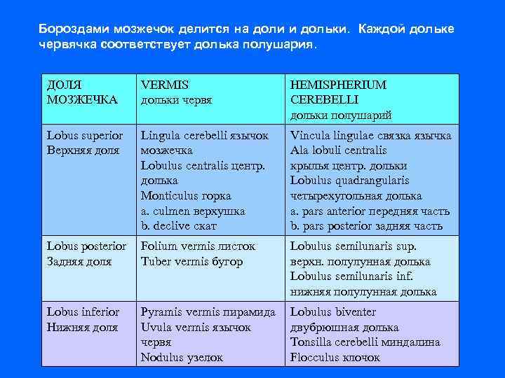 Бороздами мозжечок делится на доли и дольки. Каждой дольке червячка соответствует долька полушария. ДОЛЯ