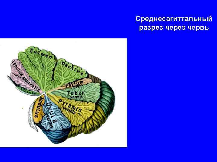 Среднесагиттальный разрез червь 