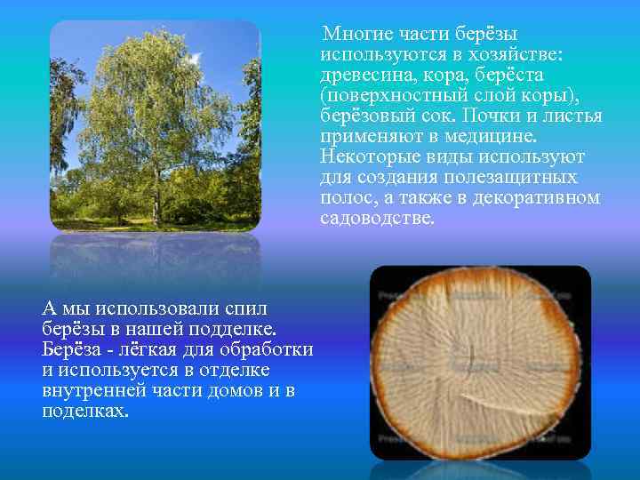 Многие части берёзы используются в хозяйстве: древесина, кора, берёста (поверхностный слой коры), берёзовый сок.