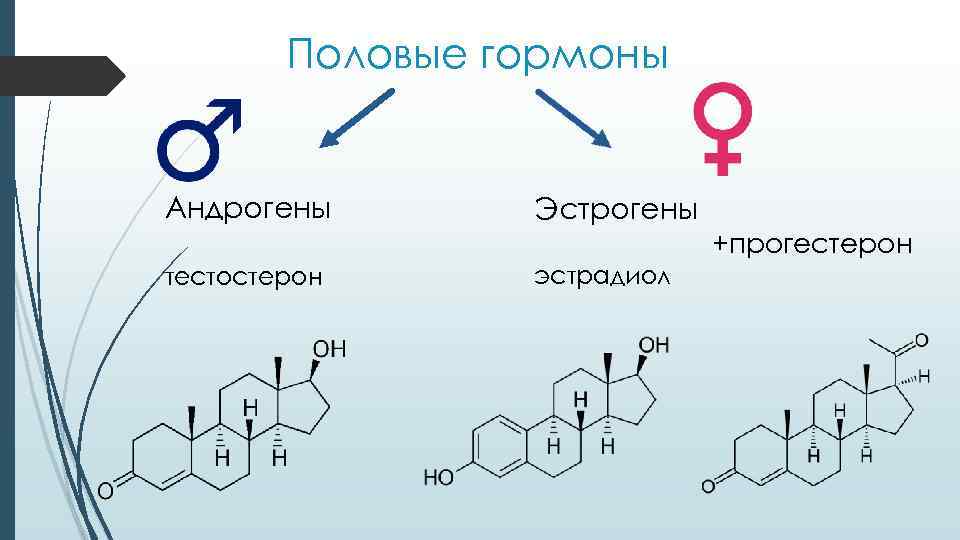 Половые гормоны Андрогены Эстрогены +прогестерон тестостерон эстрадиол 