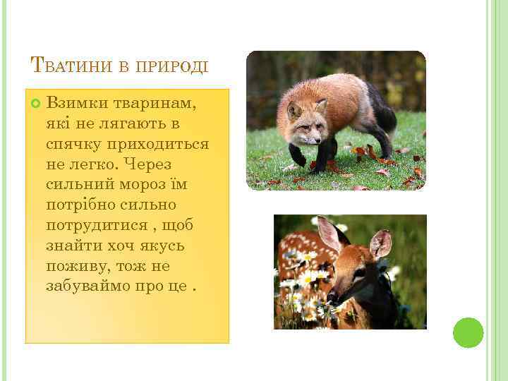 ТВАТИНИ В ПРИРОДІ Взимки тваринам, які не лягають в спячку приходиться не легко. Через