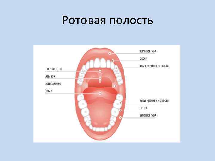 Полость рта образована. Анатомические элементы ротовой полости. Схема ротовой полости рта.