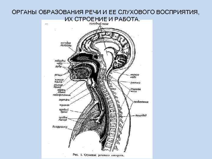 1 образование речи