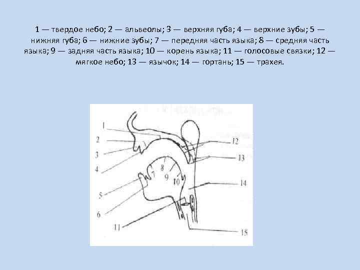 1 — твердое небо; 2 — альвеолы; 3 — верхняя губа; 4 — верхние