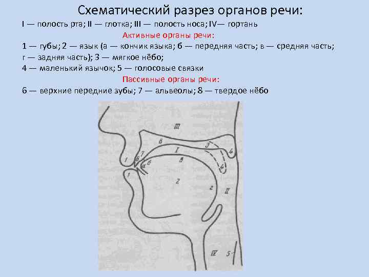  Схематический разрез органов речи: I — полость рта; II — глотка; III —