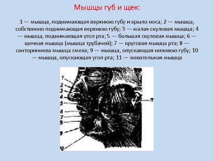 Мышцы губ и щек: 1 — мышца, поднимающая верхнюю губу и крыло носа; 2