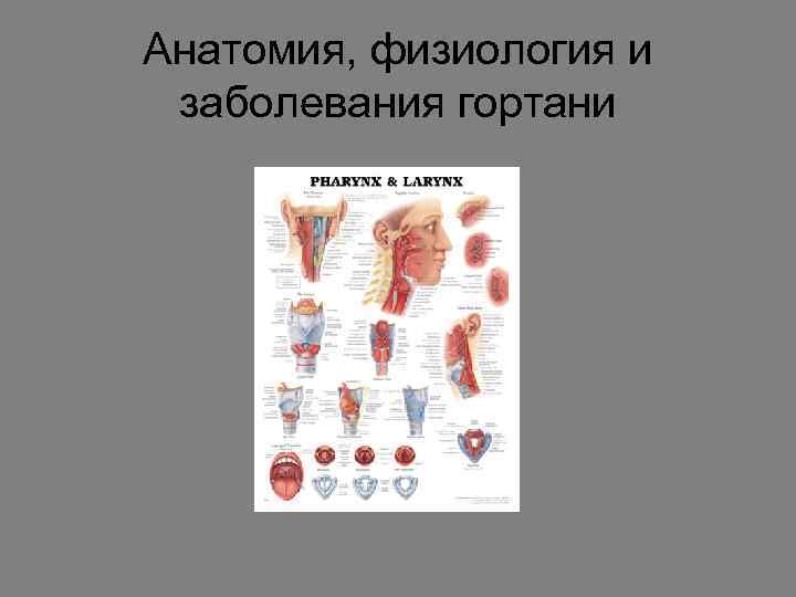 Анатомия, физиология и заболевания гортани 