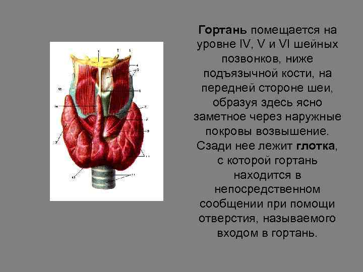 Гортань помещается на уровне IV, V и VI шейных позвонков, ниже подъязычной кости, на