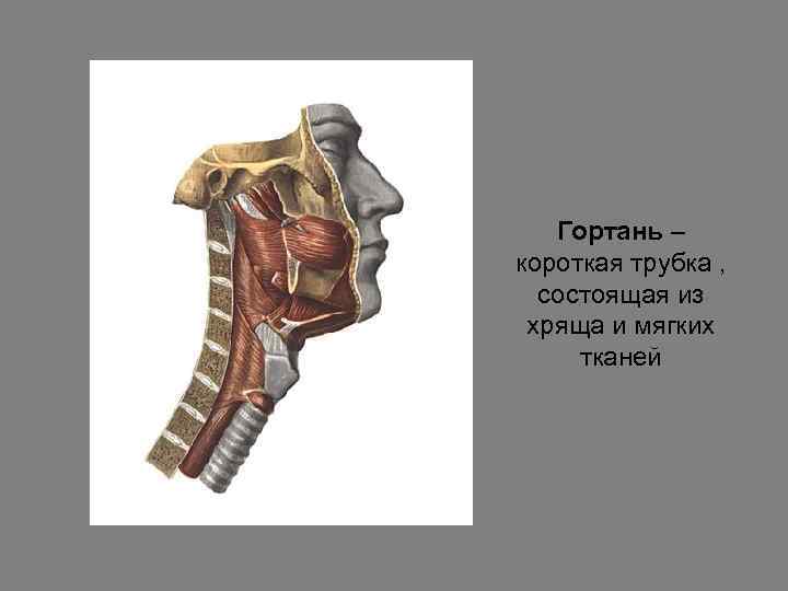 Гортань – короткая трубка , состоящая из хряща и мягких тканей 