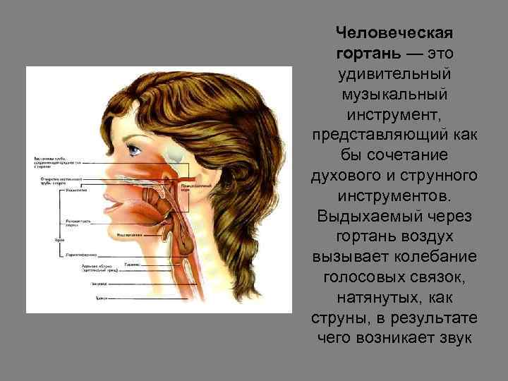 Человеческая гортань — это удивительный музыкальный инструмент, представляющий как бы сочетание духового и струнного