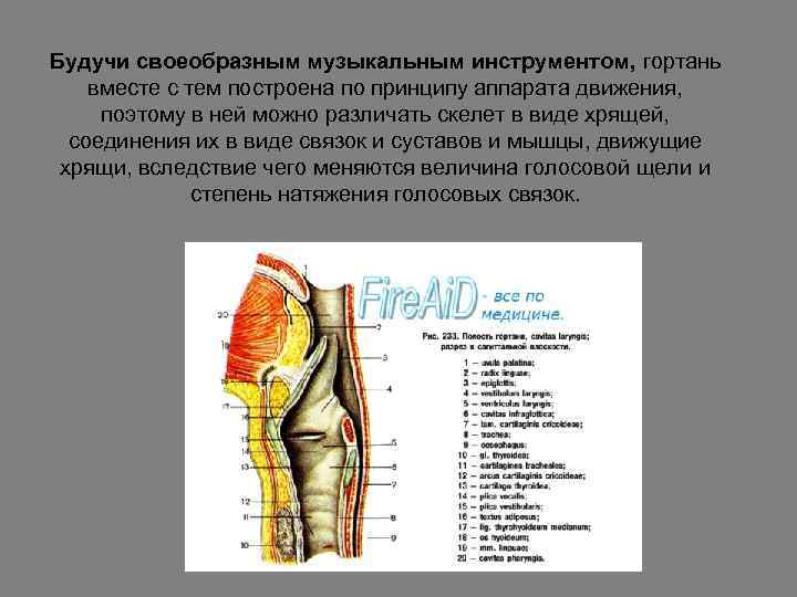 Будучи своеобразным музыкальным инструментом, гортань вместе с тем построена по принципу аппарата движения, поэтому