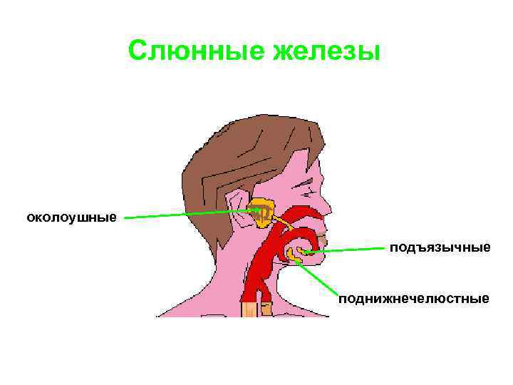 Ложе околоушной слюнной железы и окологлоточное пространство на горизонтальном распиле схема