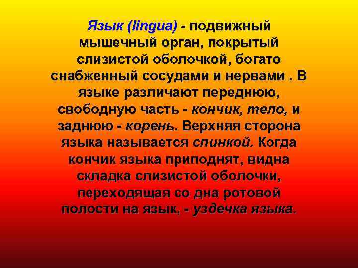 Язык (lingua) - подвижный мышечный орган, покрытый слизистой оболочкой, богато снабженный сосудами и нервами.