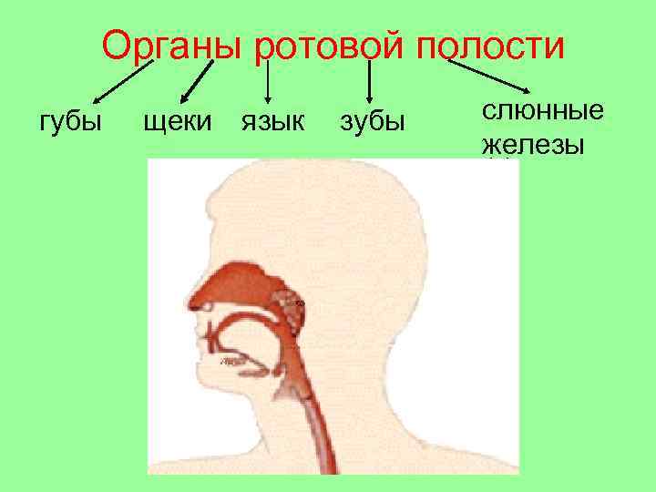 Правильное расположение зубов в ротовой полости у человека фото