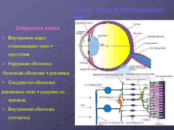 Роговица зрительная зона коры мозга стекловидное тело. Стекловидное тело 3) палочки и колбочки. Зрительный анализатор белочная оболочка. Строение глаза и мозга. Строение внутреннего ядра глаза.