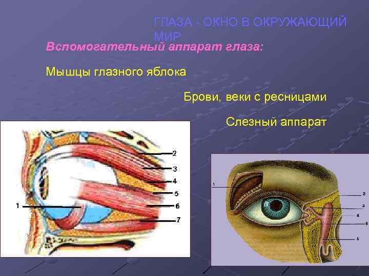 Вспомогательные строение глаза. Вспомогательный аппарат зрительного анализатора. Глазное яблоко и вспомогательный аппарат глаза. Орган зрения и вспомогательный аппарат глаза анатомия. Вспомогательный аппарат глазного яблока мышцы веки слезный аппарат.