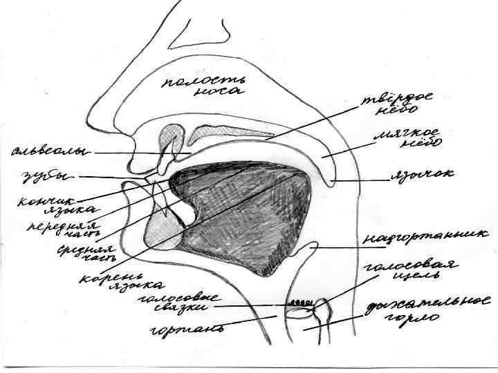 Органы речи. Исследование органов речи анатомия. Анатомическое расположение органов реч. Речевые органы схема расположения. Исследование органов речи у детей.