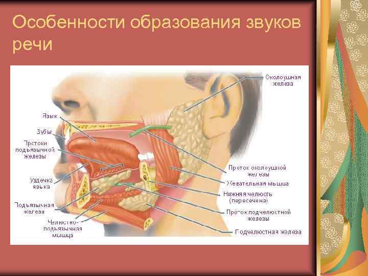 Особенности образования звуков речи 