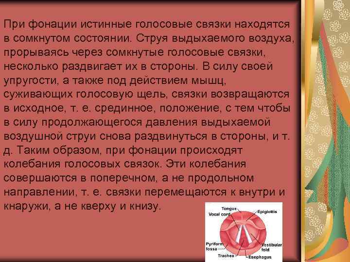 При фонации истинные голосовые связки находятся в сомкнутом состоянии. Струя выдыхаемого воздуха, прорываясь через