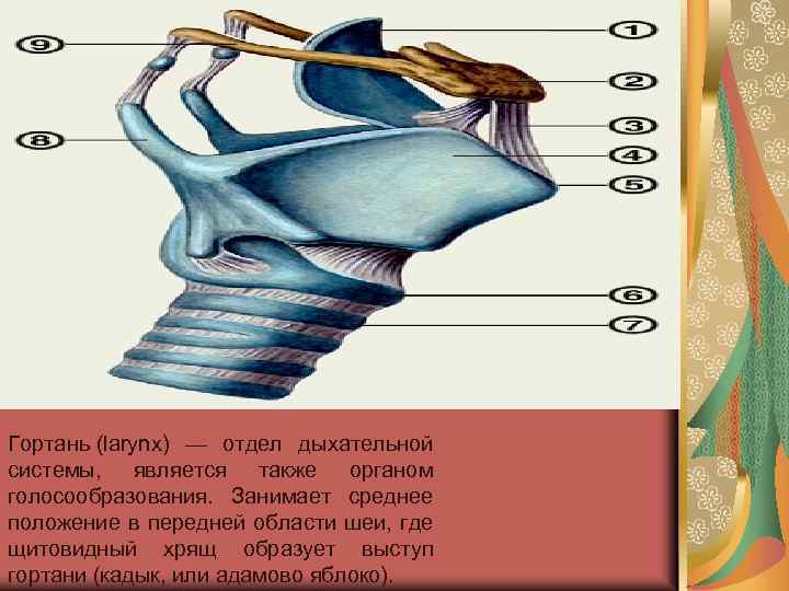 Гортань (larynx) — отдел дыхательной системы, является также органом голосообразования. Занимает среднее положение в