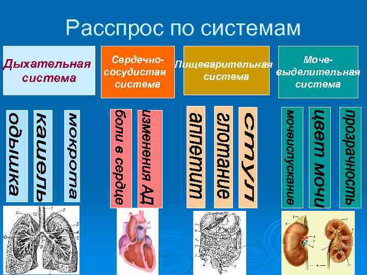 Расспрос по системам Дыхательная система Сердечно- Пищеварительная Мочесосудистая выделительная система 