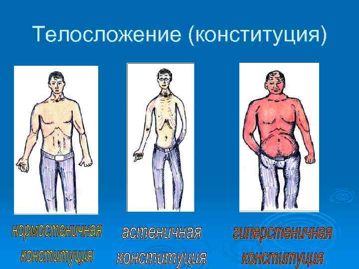 Телосложение (конституция) 