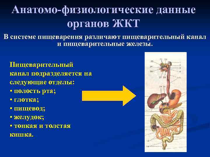 Анатомо-физиологические данные органов ЖКТ В системе пищеварения различают пищеварительный канал и пищеварительные железы. Пищеварительный