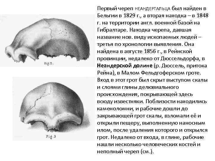 Первый череп НЕАНДЕРТАЛЬЦА был найден в Бельгии в 1829 г. , а вторая находка