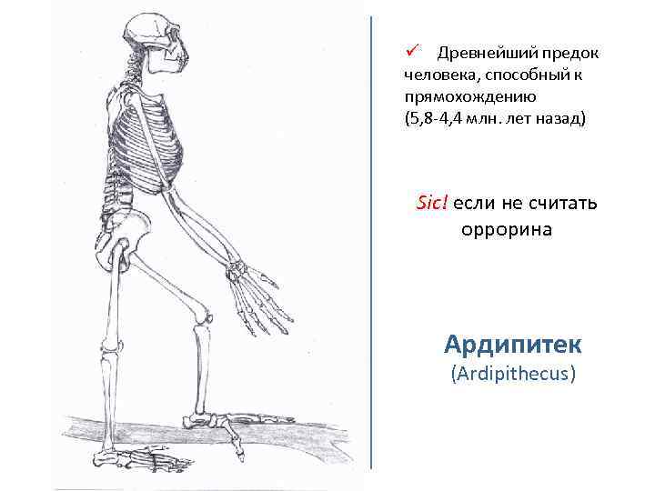 Прямохождение у предков человека привело к. Скелет человека прямохождение. Антропоморфозы человека. Антидарвиновские концепции эволюции 11 класс. Приспособления скелета к прямохождению.