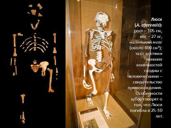 ЛЮСИ (A. afarensis): рост – 105 см, вес – 27 кг, маленький мозг (около