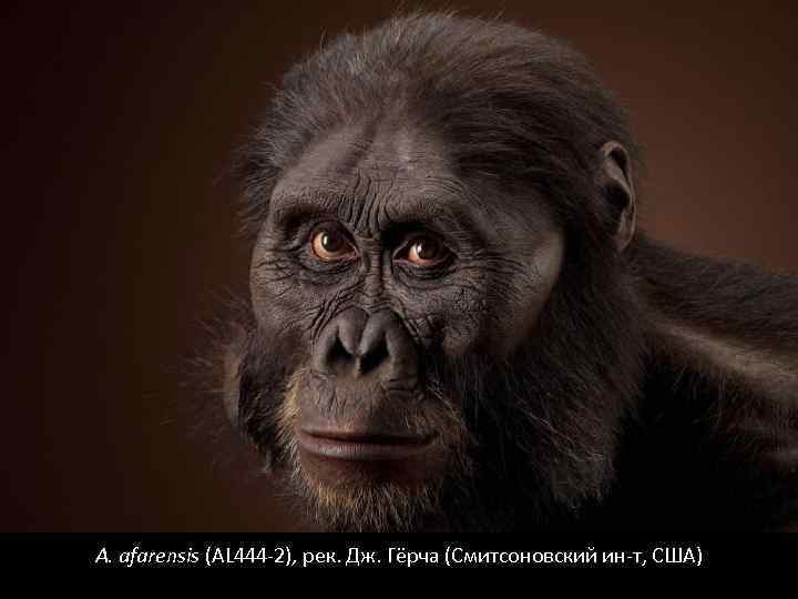 A. afarensis (AL 444 -2), рек. Дж. Гёрча (Смитсоновский ин-т, США) 